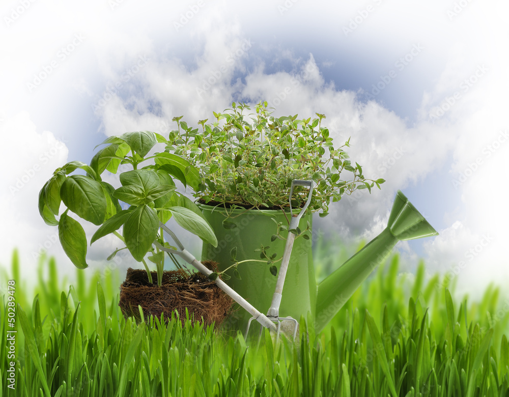 Oregano And Basil Herbs