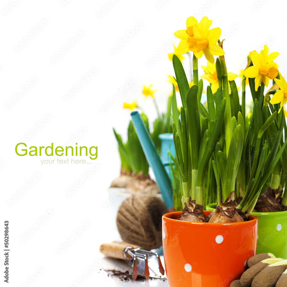 fresh daffodils and garden tools