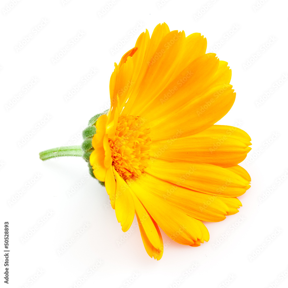 Calendula. flowers isolated on white