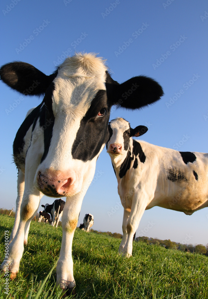 Attentive Cows