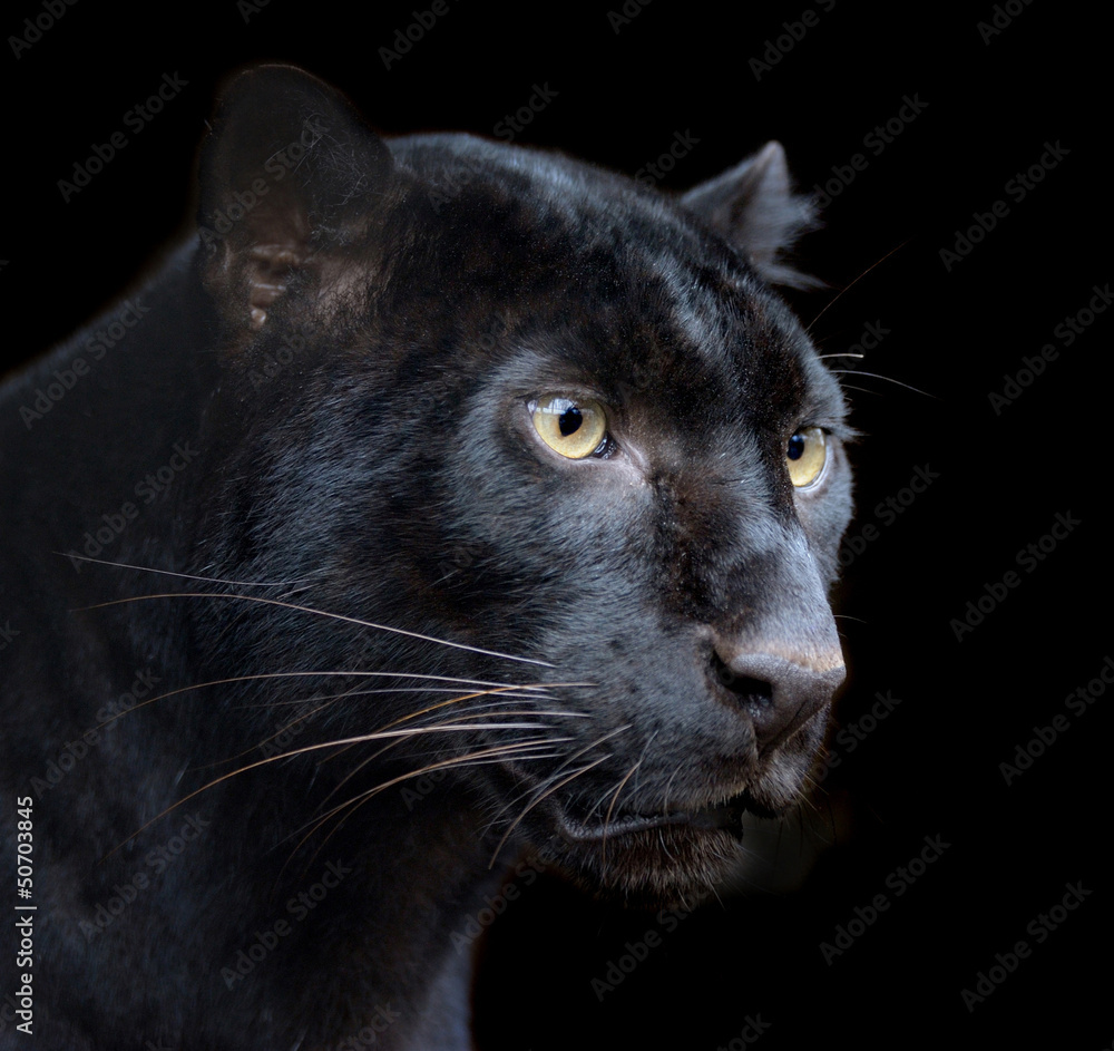 Black Panther