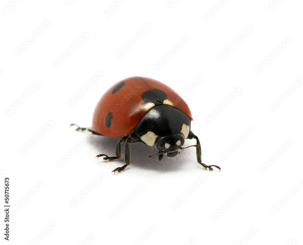 Ladybug