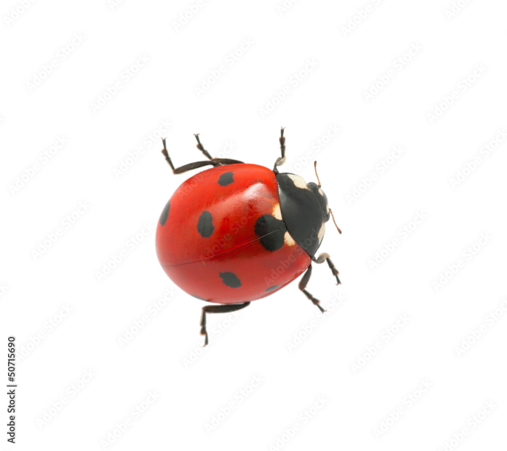 Ladybug