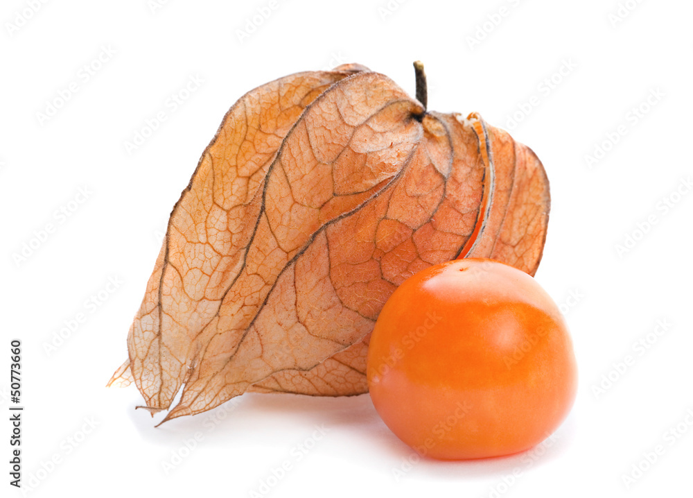 成熟的Physalis