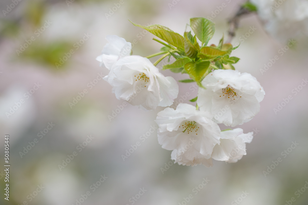 sakura flower