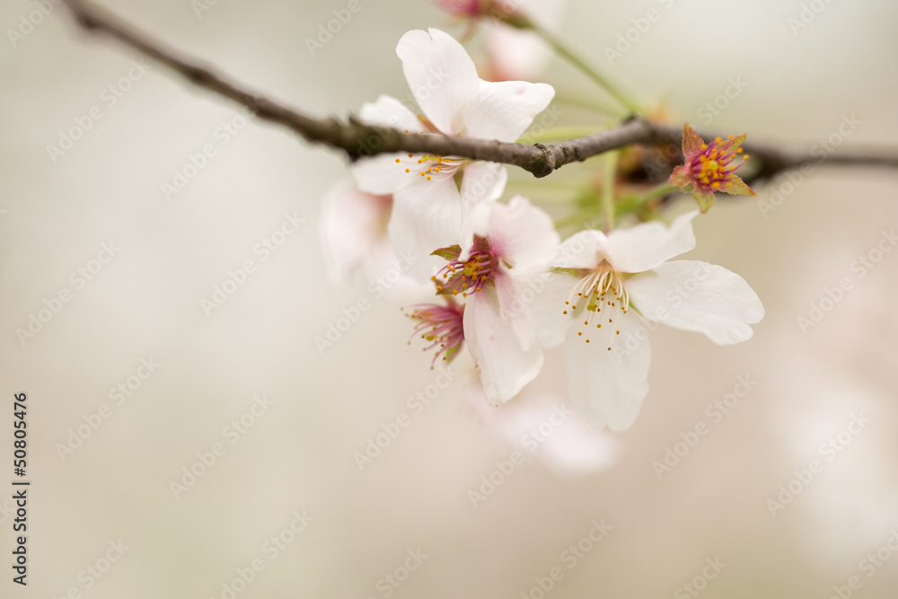 sakura flower