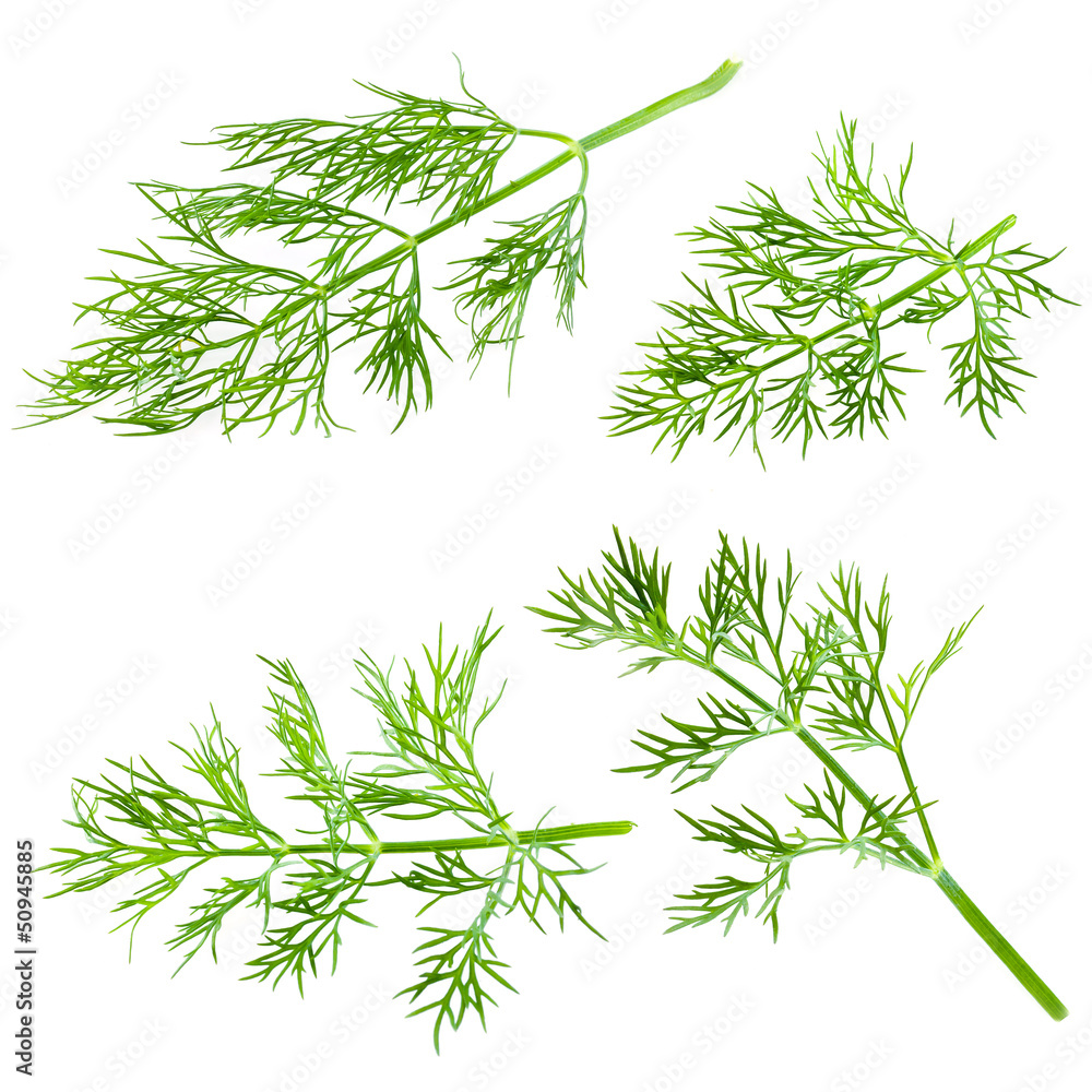 白色背景下分离的新鲜dill