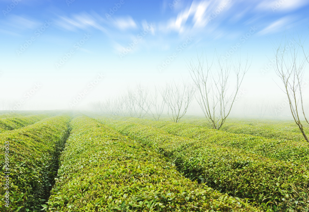 Tea plantation