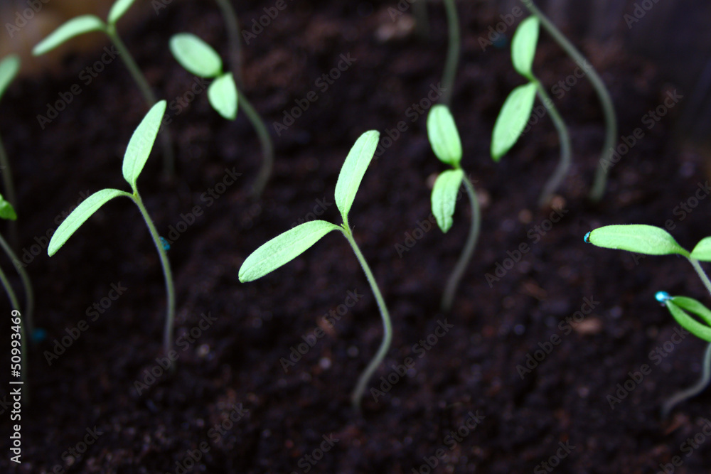 Green seedling growing out of soil