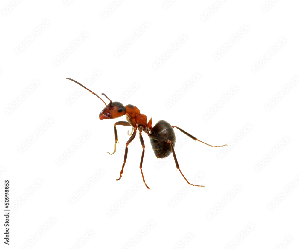 Ant on white