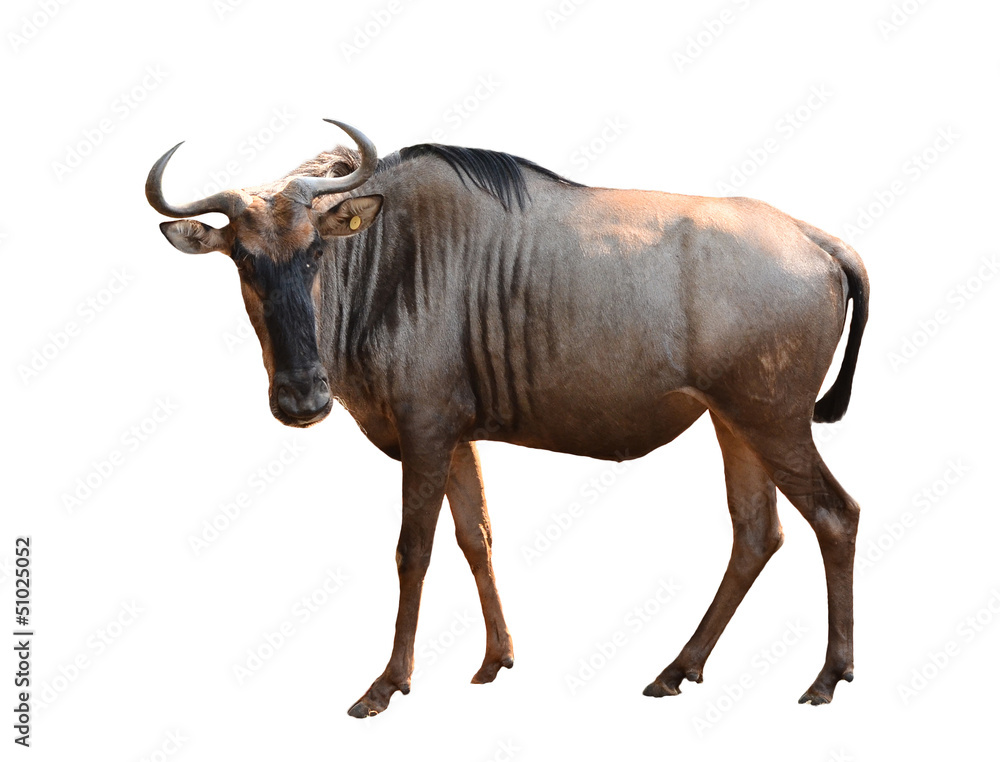 wilderbeest isolated