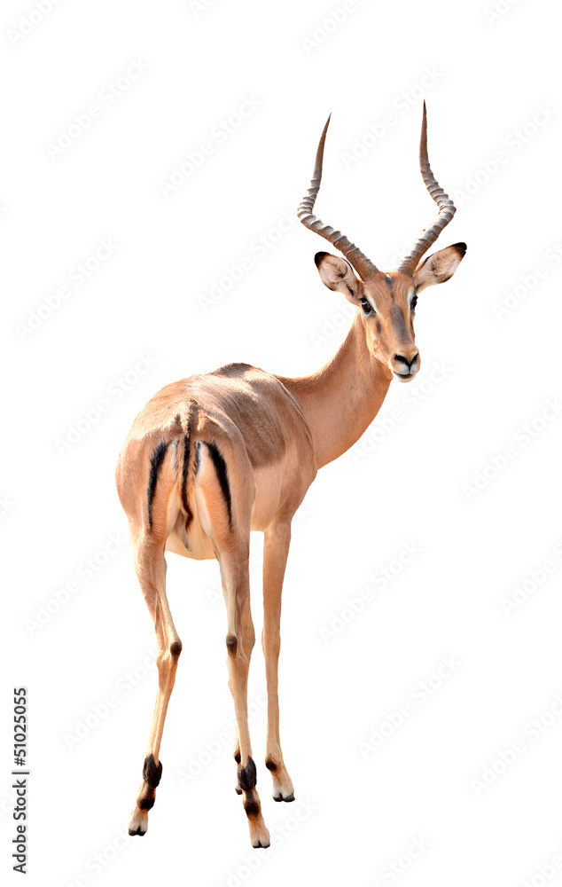 male impala isolated