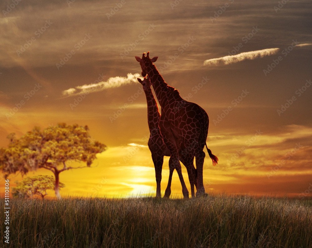 Two Giraffes At The Sunset