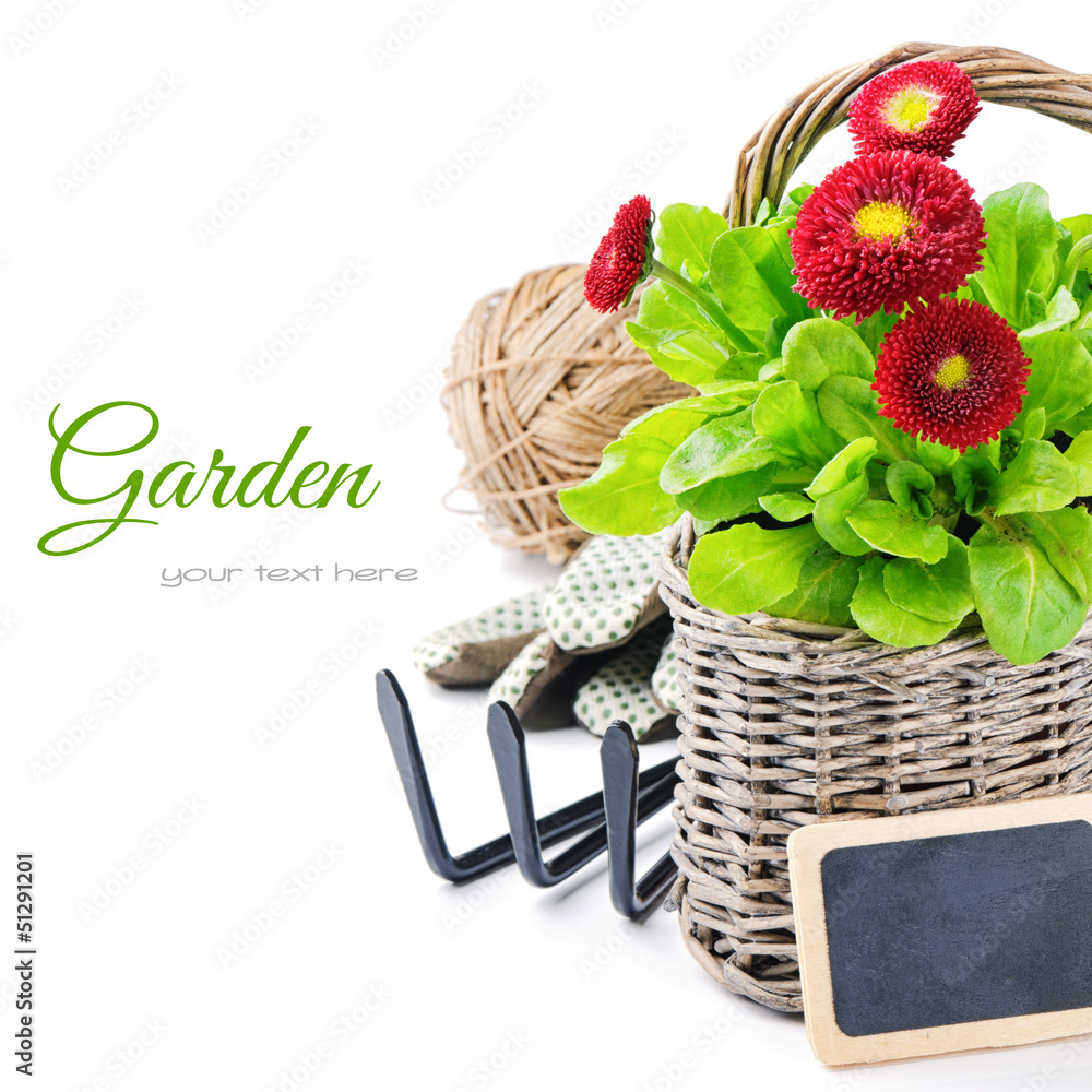 English daisies with garden tools