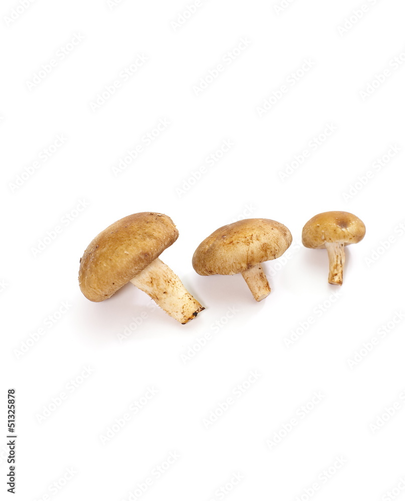 fresh mushroom champignon isolated on white background