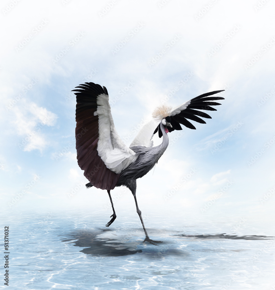 Crowned Crane