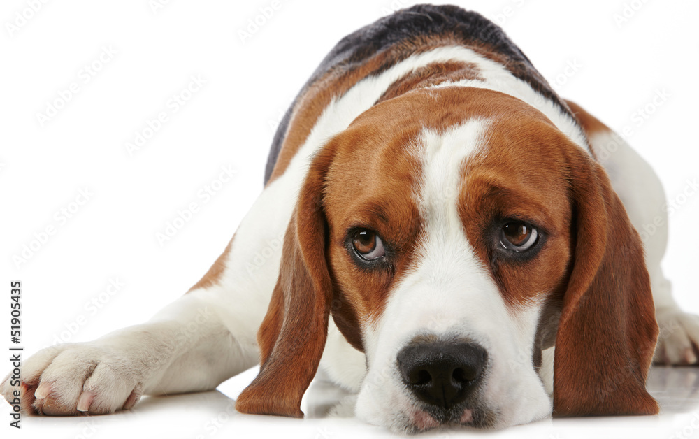 Portrait of young beagle dog