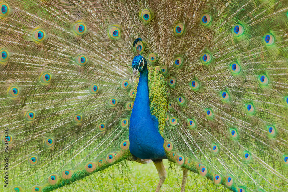 blue peacock