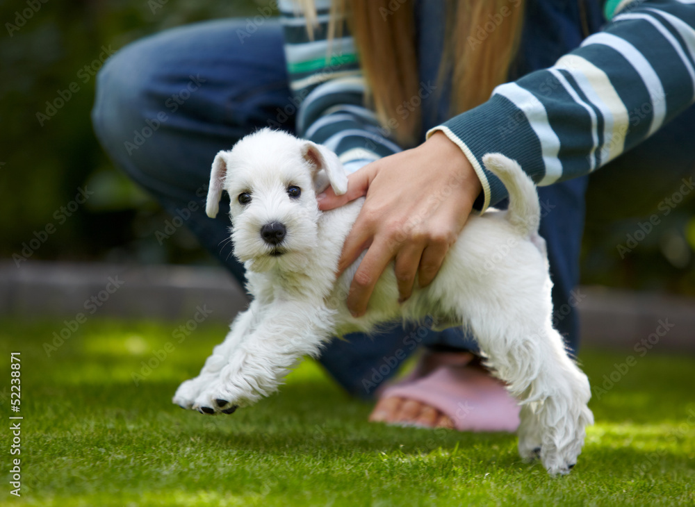 白色迷你雪纳瑞幼犬