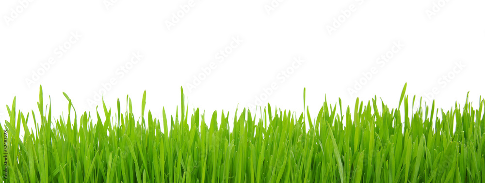 grass on white