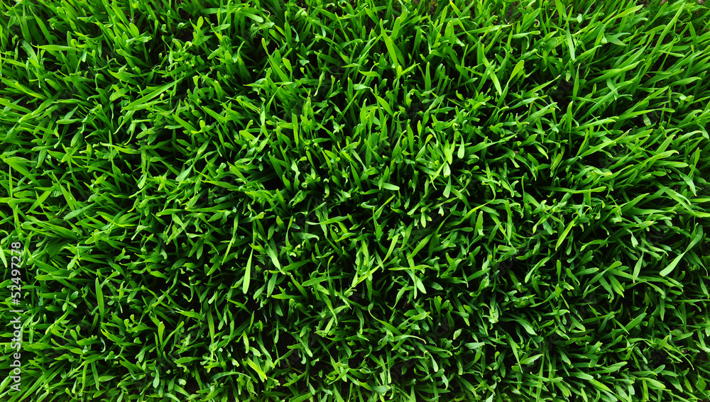 Texture green lawn