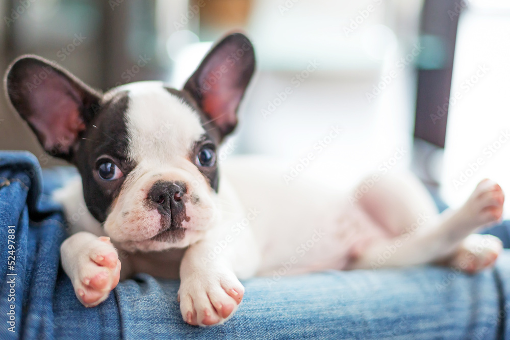 French bulldog puppy