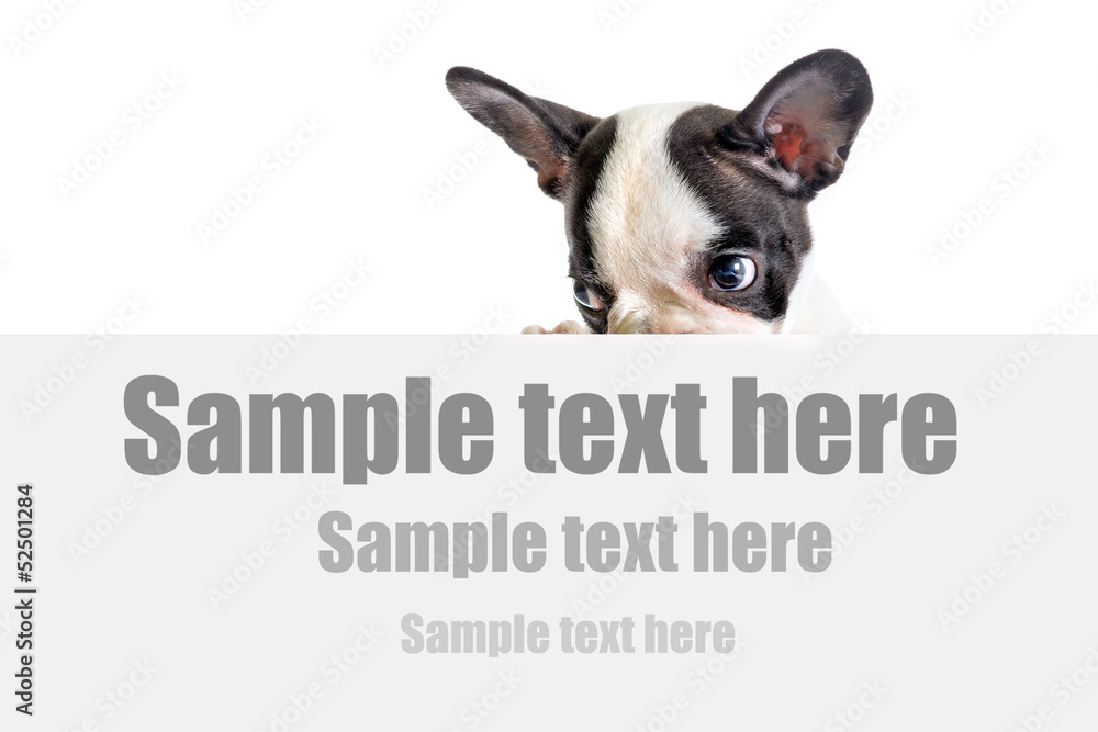 French bulldog puppy with white board and sample text