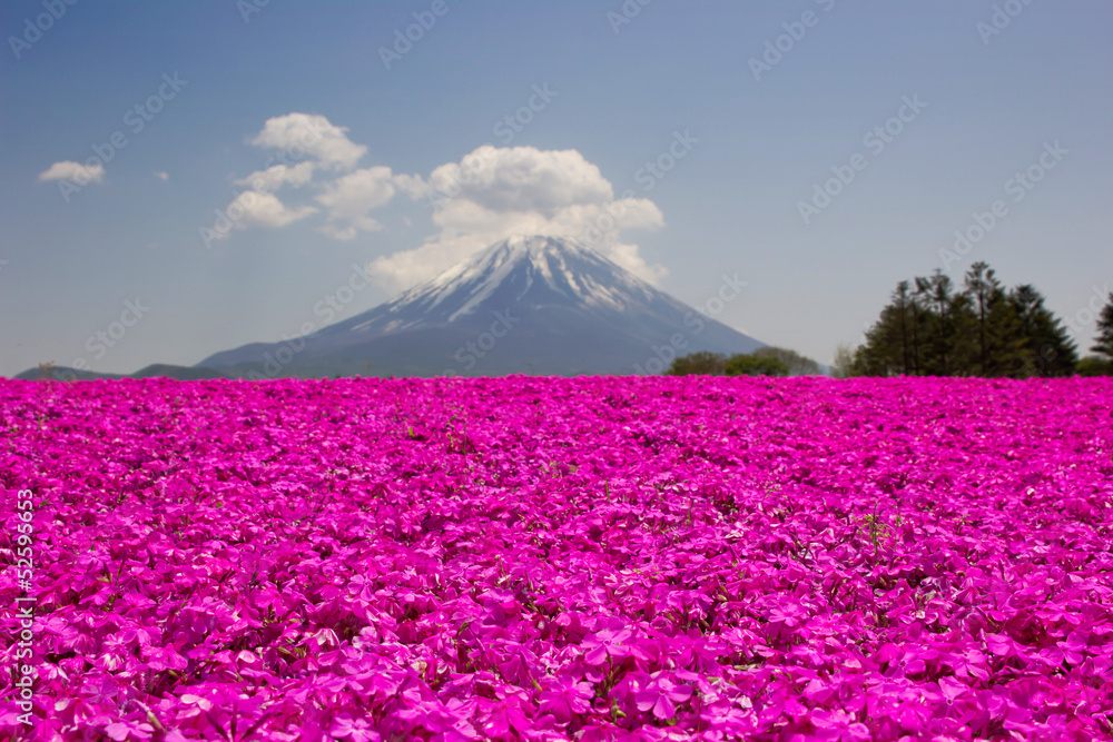 富士山和粉色苔藓夹竹桃