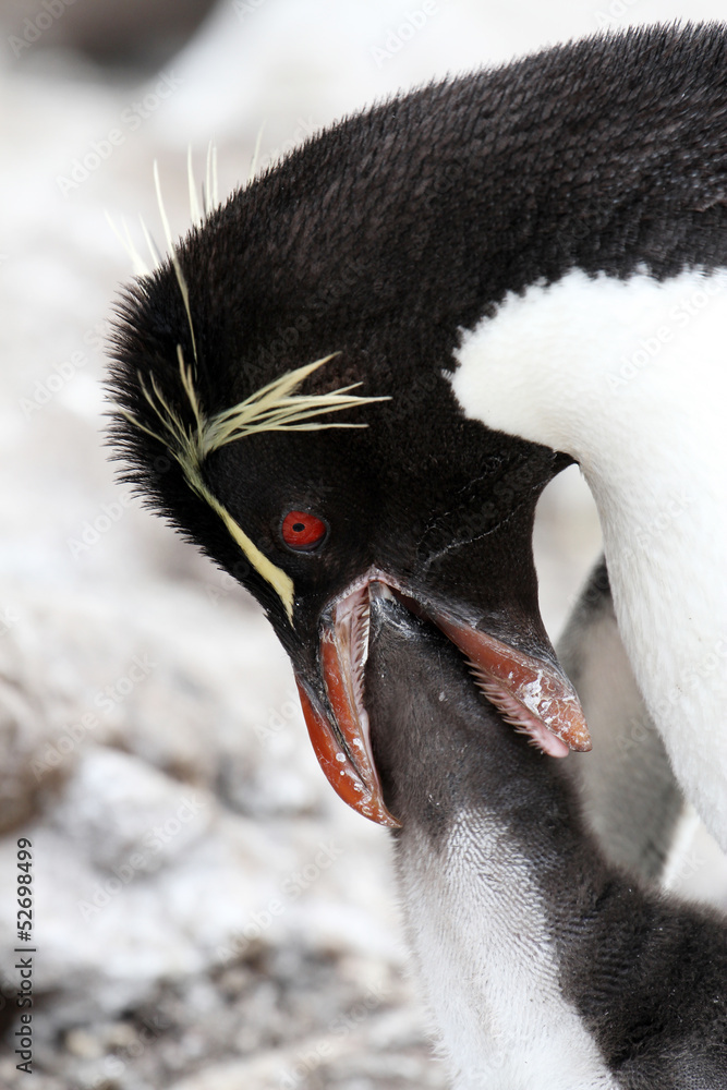 Rockhopper Penguin and chick