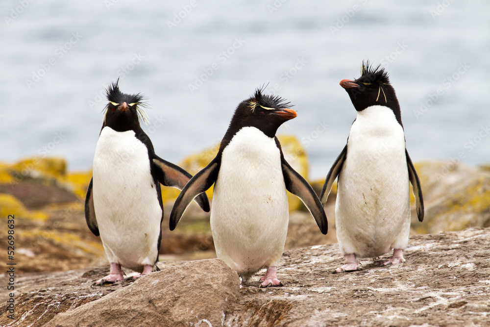 Rockhopper Penguins walking上坡