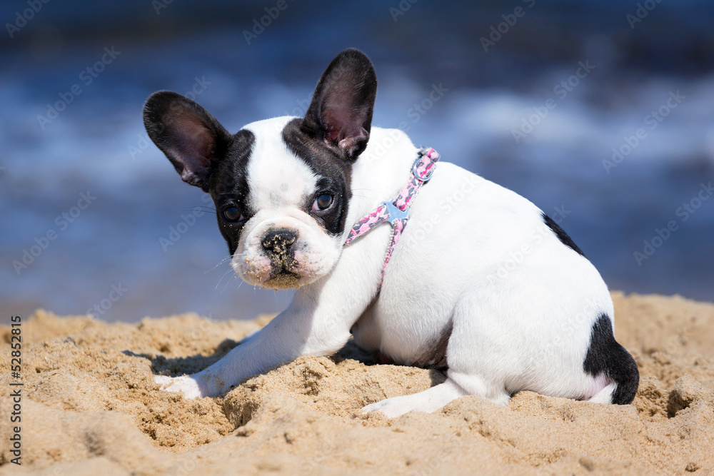 French bulldog puppy playing on the beach