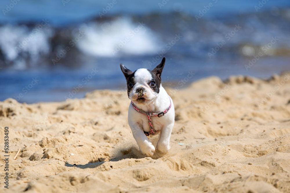 French bulldog puppy running on the beach