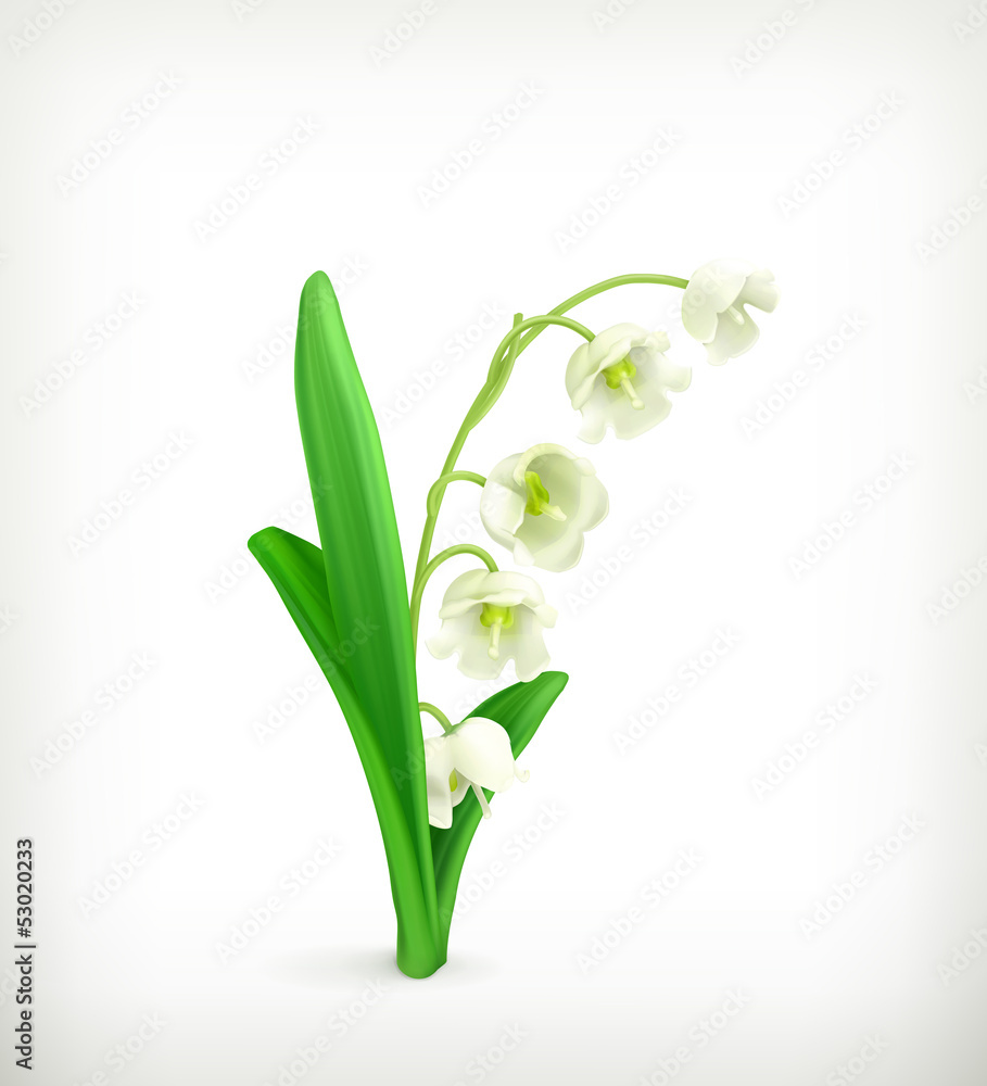 Lily of the Valley