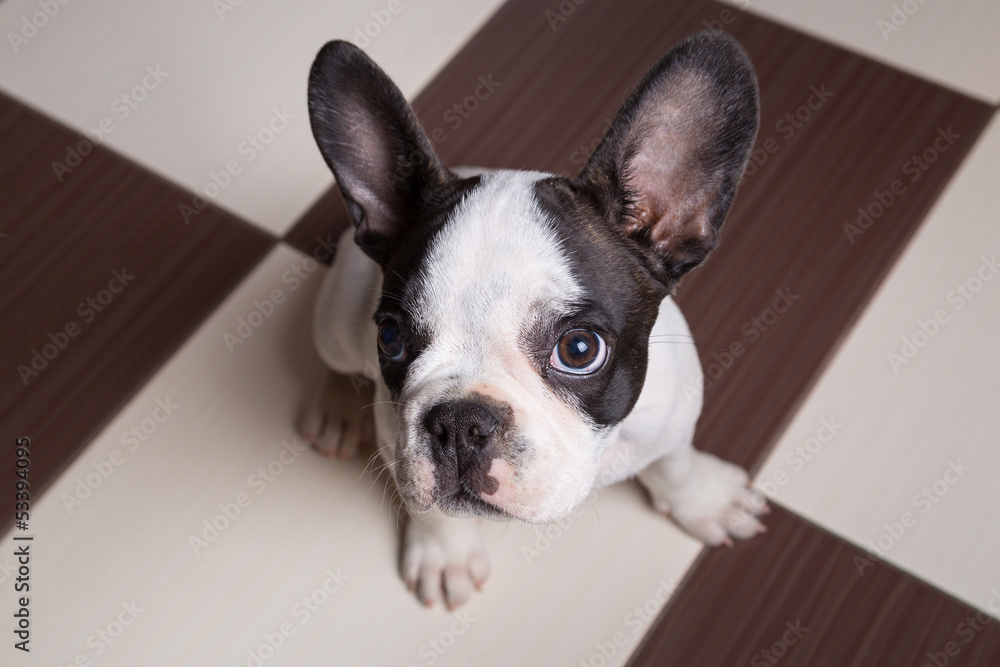 French bulldog puppy at home