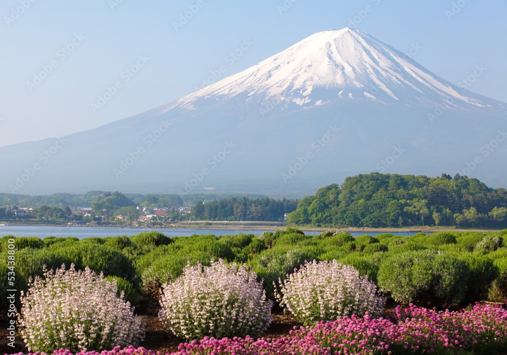 春天的富士山