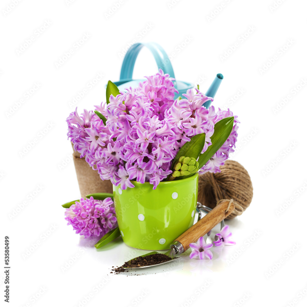 Beautiful Hyacinths and garden tools