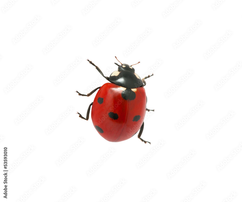 Ladybug