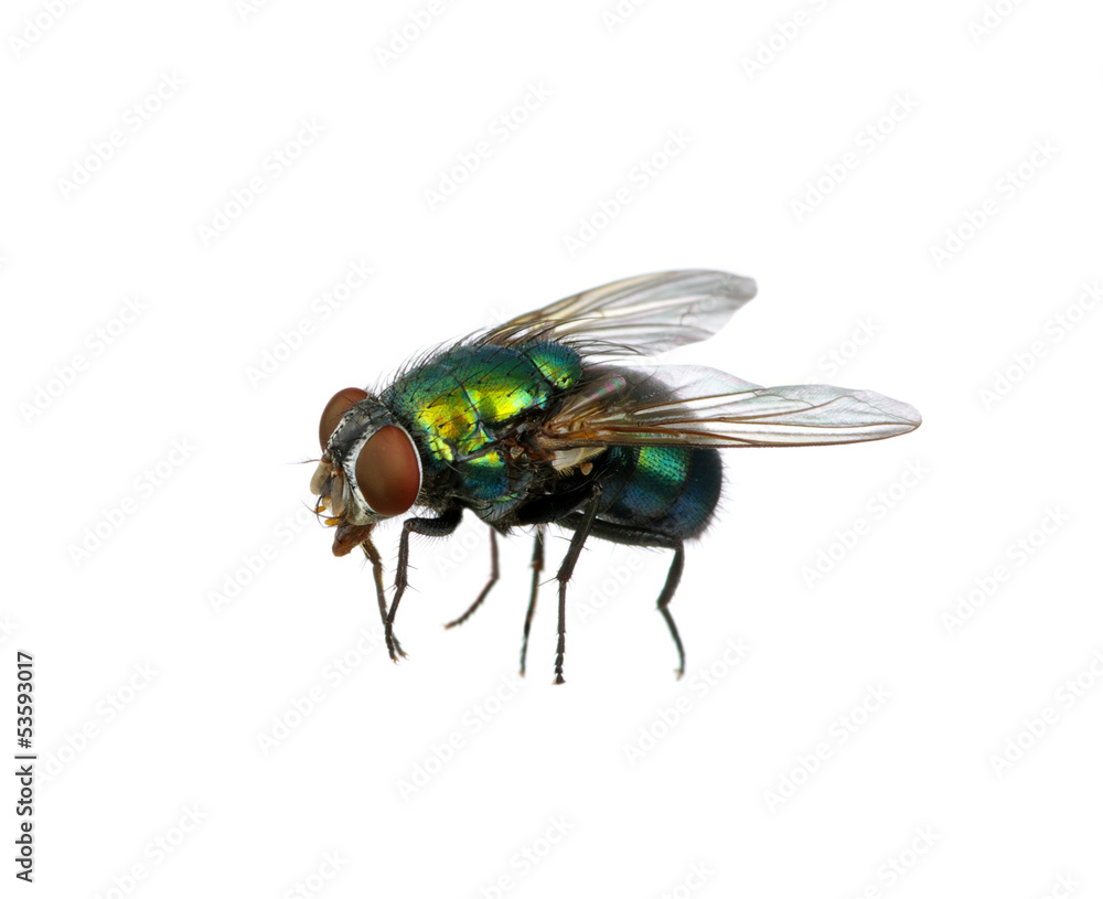 green fly