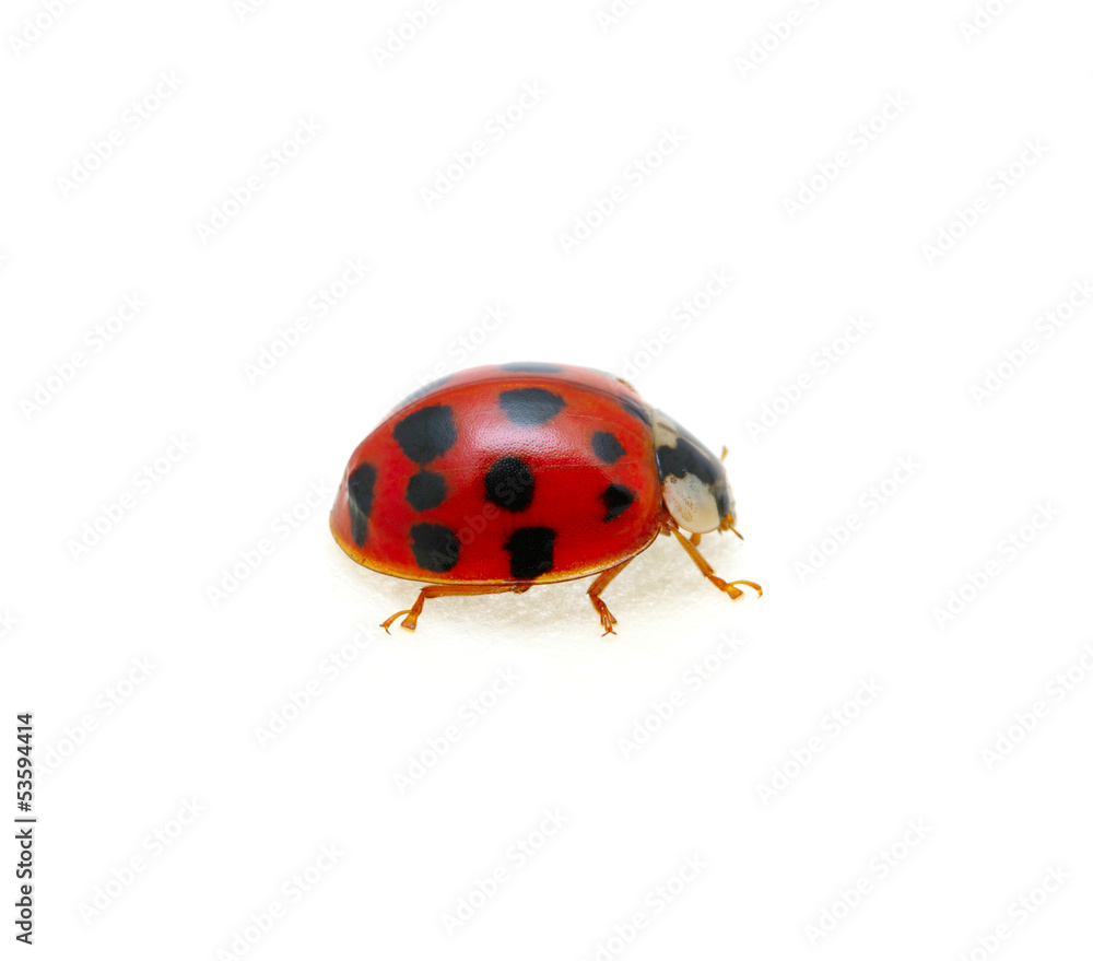 Ladybug