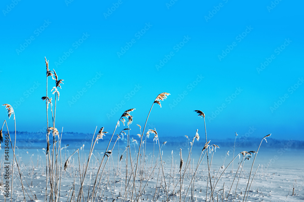 frozen reeds