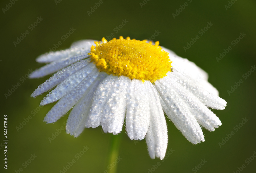 Close up of wet daisy