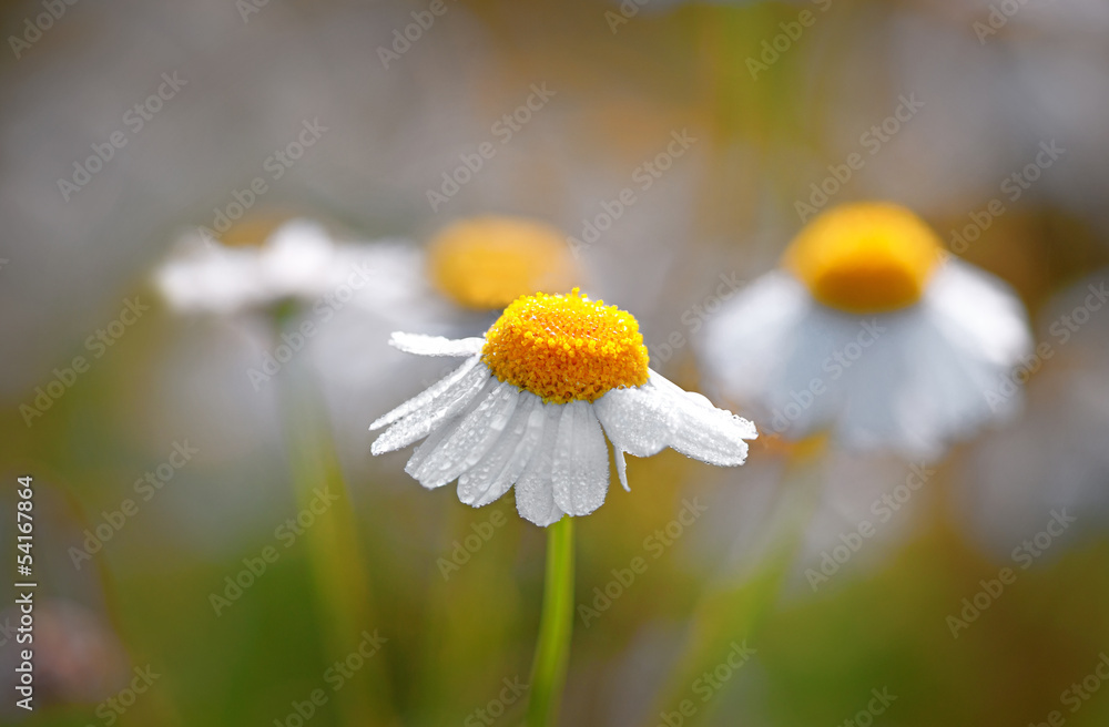 wet daisy