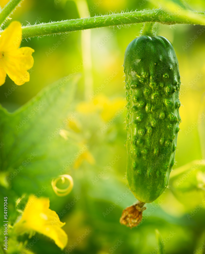 Fresh Organic Cucumber growing in the garden