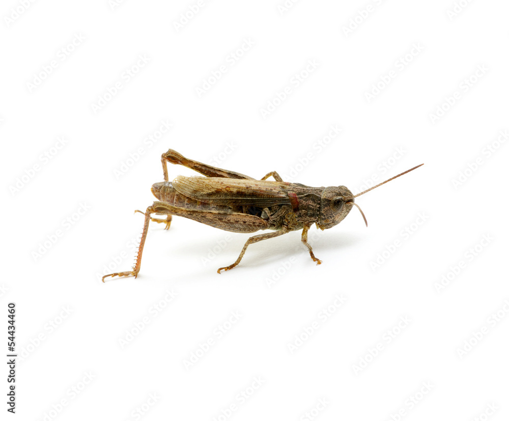 grasshopper