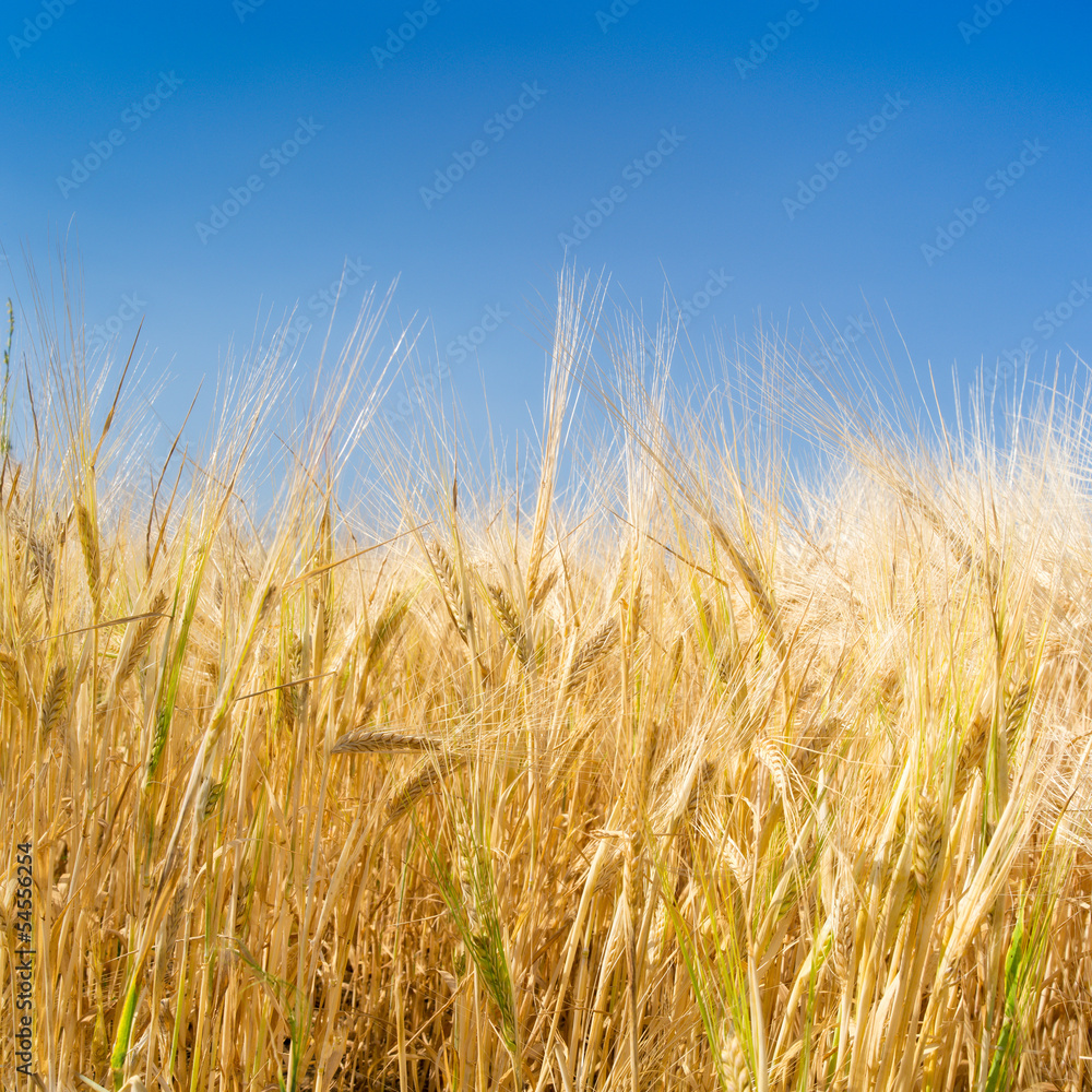 Getreidefeld vor blauem Himmel