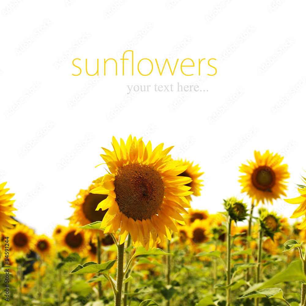 sunflowers