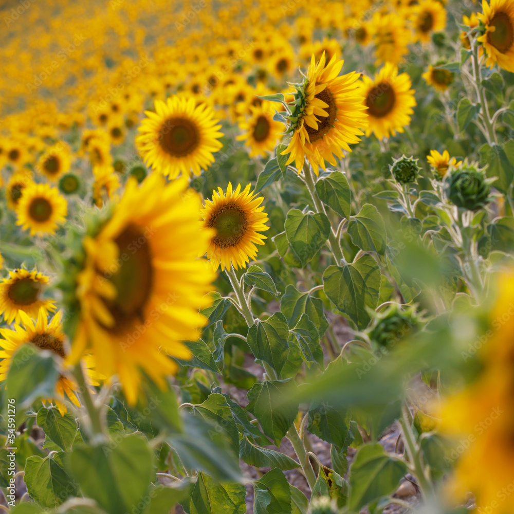 sunflowers