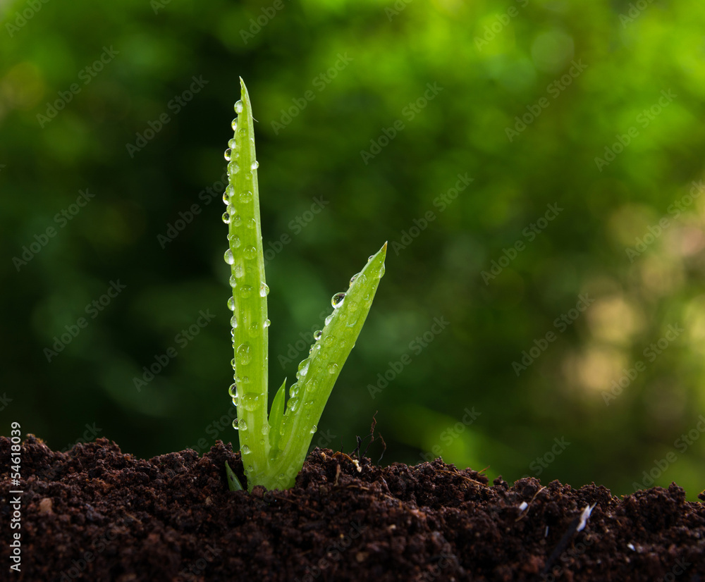 芦荟植物生长