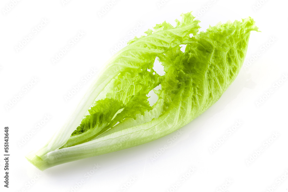 Lettuce leaf isolated