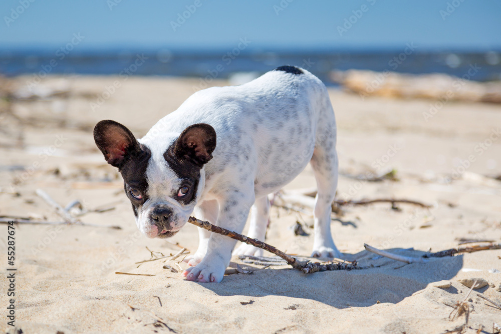 海滩上带棍子的法国斗牛犬